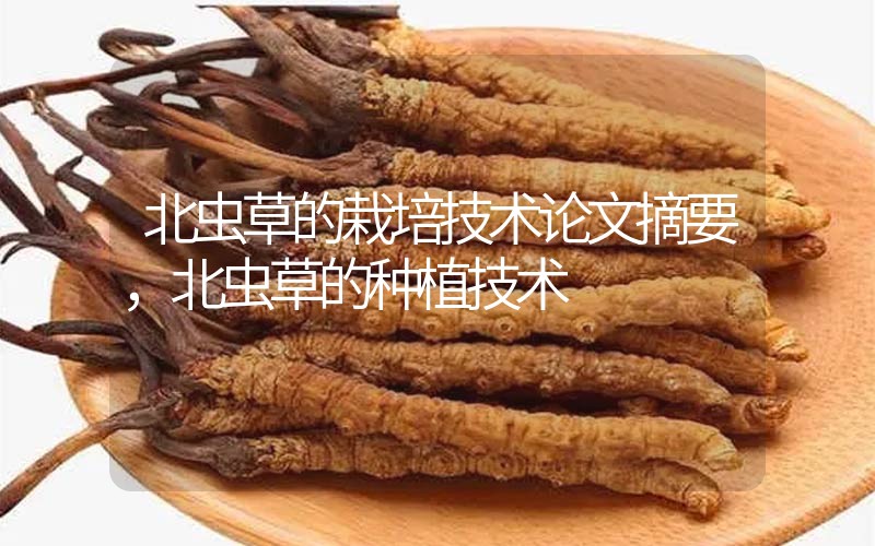 北蟲草的栽培技術論文摘要，北蟲草的種植技術