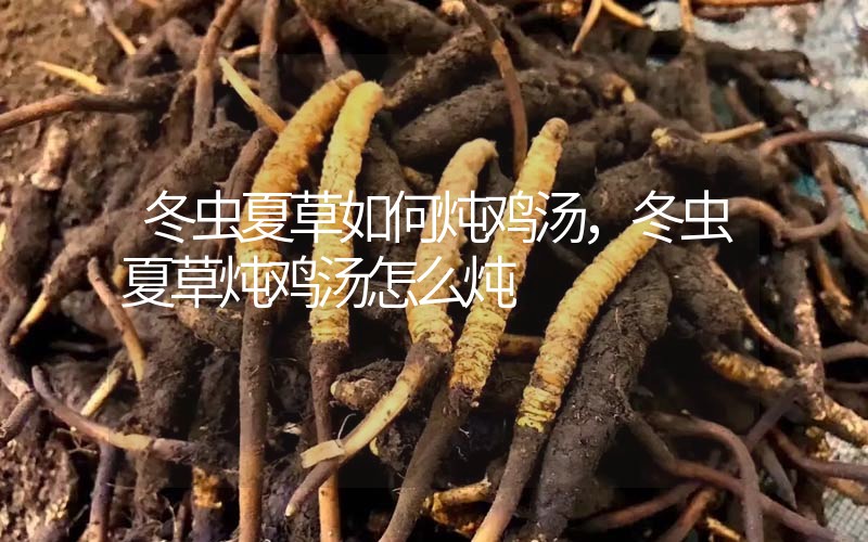冬蟲夏草如何燉雞湯，冬蟲夏草燉雞湯怎么燉