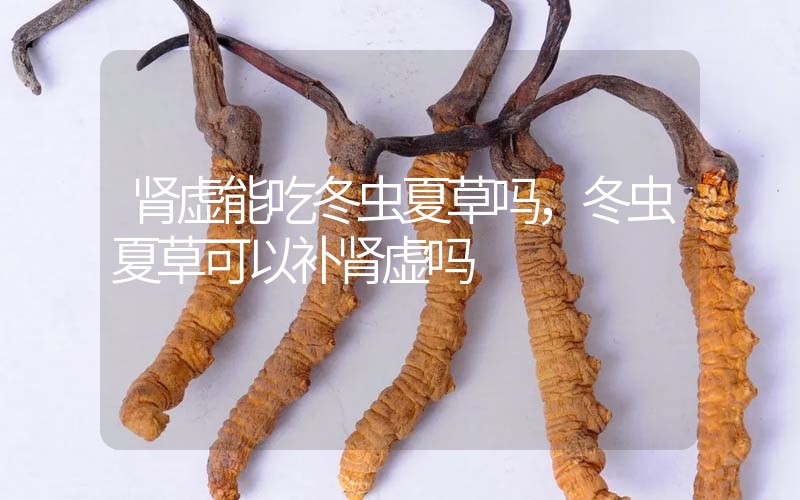 腎虛能吃冬蟲夏草嗎，冬蟲夏草可以補腎虛嗎？