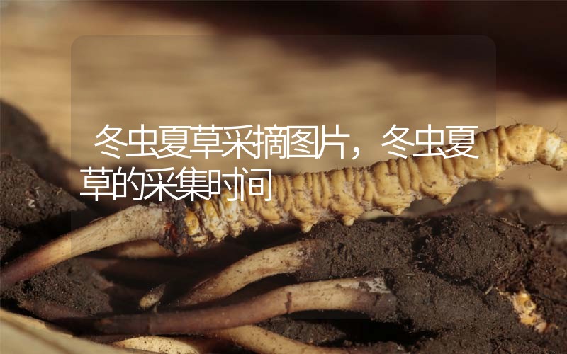 冬蟲夏草采摘圖片，冬蟲夏草的采集時間