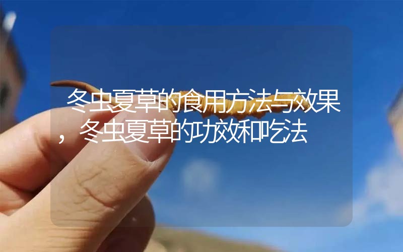 冬蟲夏草的食用方法與效果，冬蟲夏草的食用方法！