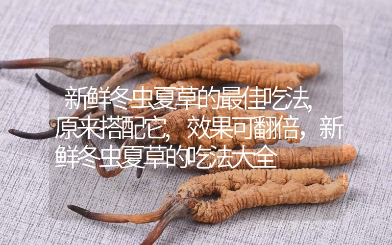 新鮮冬蟲夏草的最佳吃法,原來搭配它,效果可翻倍，新鮮冬蟲夏草的吃法大全