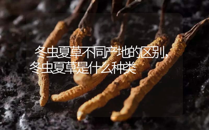 冬蟲夏草不同產地的區(qū)別，冬蟲夏草是什么種類