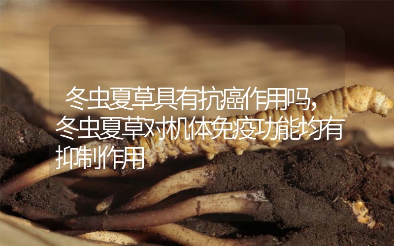 冬蟲夏草具有抗癌作用嗎，冬蟲夏草對機體免疫功能均有抑制作用
