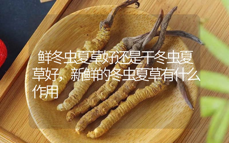 鮮冬蟲夏草好還是干冬蟲夏草好，新鮮的冬蟲夏草有什么作用