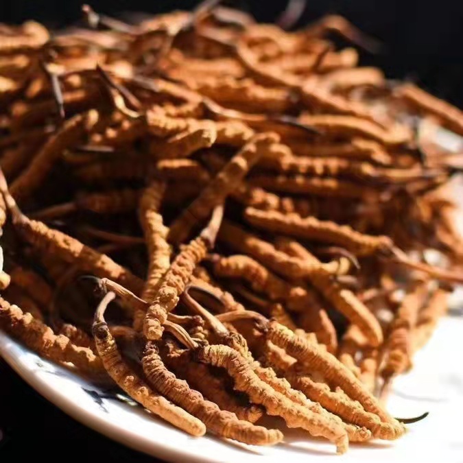 冬蟲(chóng)夏草為什么這么貴呢？有便宜的能買(mǎi)嗎