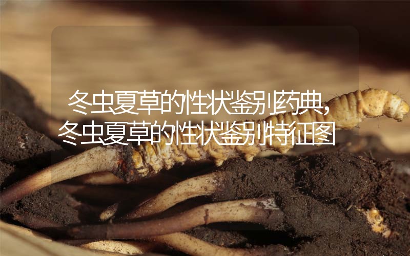 冬蟲夏草的性狀鑒別藥典，冬蟲夏草的性狀鑒別特征圖
