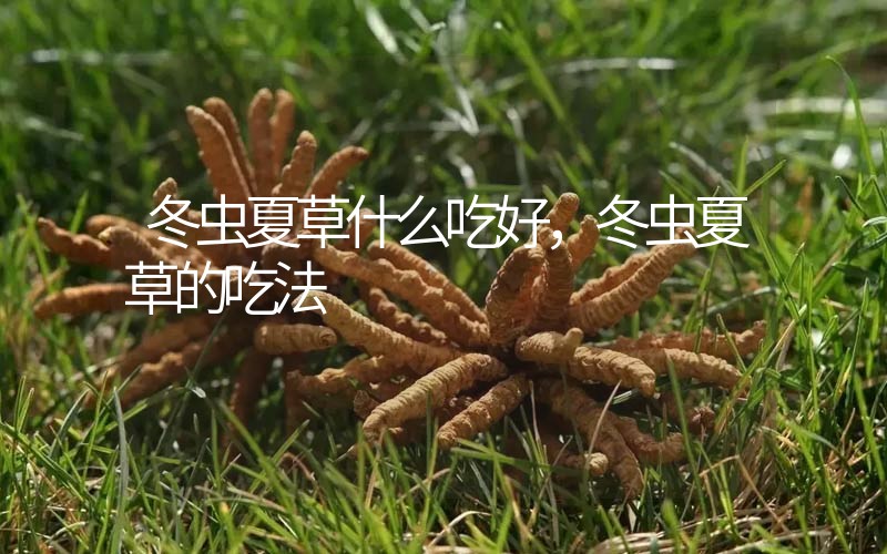 冬蟲夏草什么吃好，冬蟲夏草的吃法