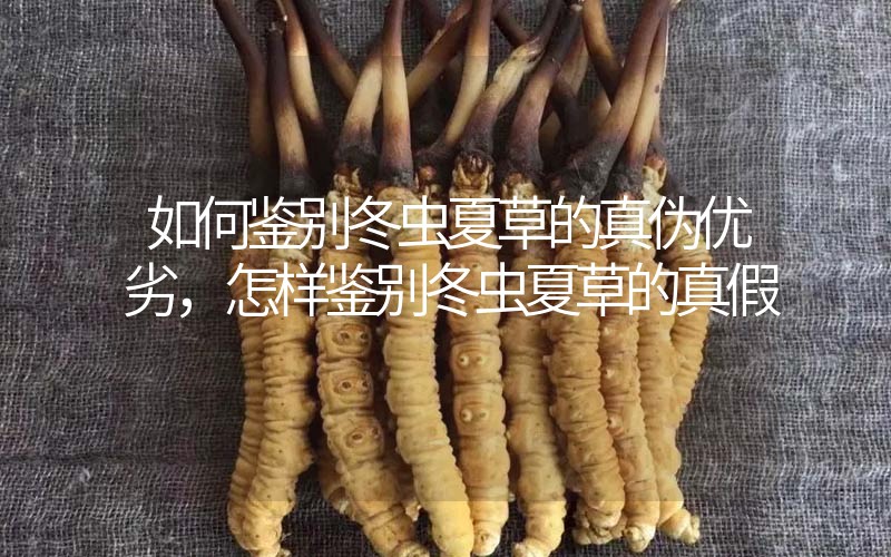 如何鑒別冬蟲夏草的真?zhèn)蝺?yōu)劣，怎樣鑒別冬蟲夏草的真假
