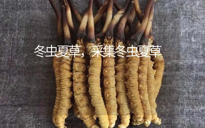 冬蟲夏草采挖時(shí)間，什么時(shí)候采集冬蟲夏草