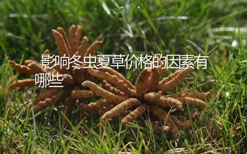 影響冬蟲夏草價(jià)格的因素有哪些？