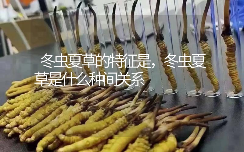 冬蟲(chóng)夏草的特征是，冬蟲(chóng)夏草是什么種間關(guān)系