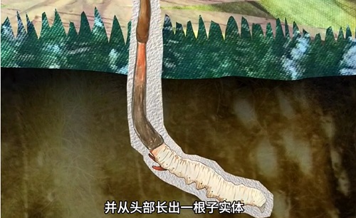 冬蟲(chóng)夏草到底是蟲(chóng)還是草？你猜到了嗎？