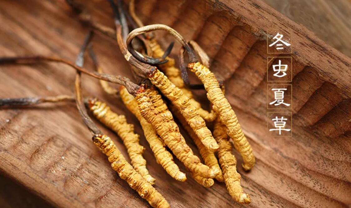 冬蟲夏草有什么藥用價值？冬蟲夏草作用與效果
