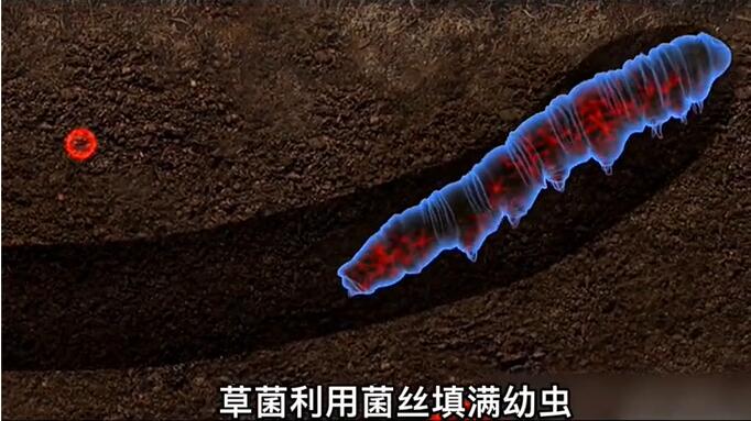 神奇的冬蟲夏草為什么能從蟲子變成草？它到底是怎么形成的呢？