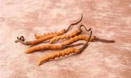 哪個(gè)產(chǎn)地的冬蟲夏草營養(yǎng)價(jià)值高,哪里的蟲草更好？
