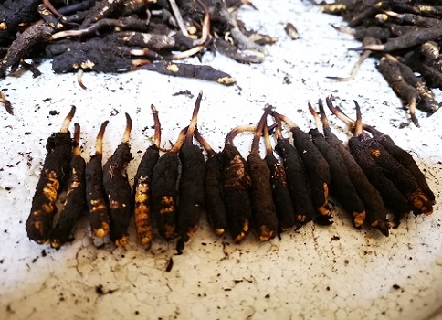 冬蟲夏草的作用是什么，有哪些比較好的吃法呢