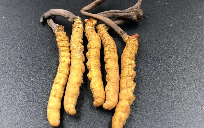 影響冬蟲夏草的價(jià)格因素有哪些？