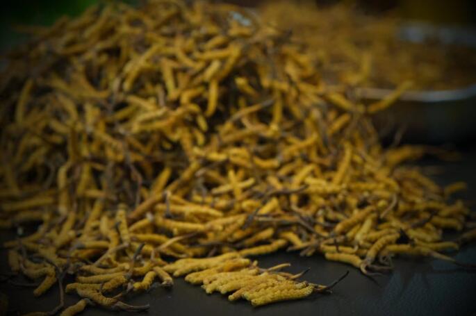 新鮮蟲草和干蟲草的區(qū)別，冬蟲夏草是新鮮的好還是曬干的好？