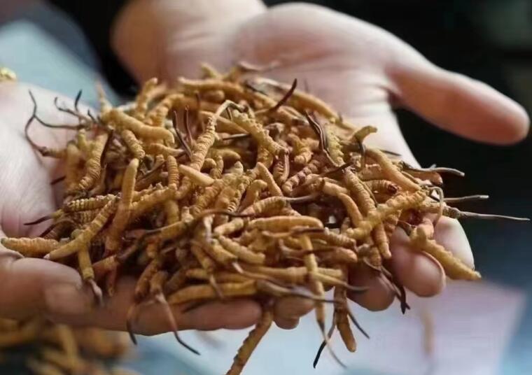新鮮冬蟲夏草怎么洗最好？新鮮冬蟲夏草怎么清洗？