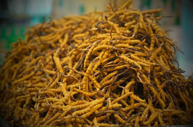 冬蟲夏草的產(chǎn)量為何一年不如一年呢？