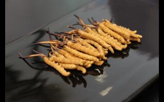 不合格的冬蟲(chóng)夏草有哪些？