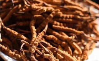 影響冬蟲夏草價(jià)格的因素有哪些？