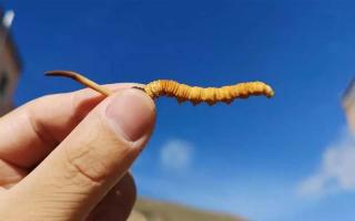 體驗(yàn)純凈的自然風(fēng)味，選擇冬蟲(chóng)夏草