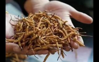 冬蟲夏草，體驗(yàn)來自高原的自然滋味