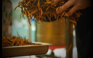 五香口味、燉湯口感：冬蟲(chóng)夏草多少錢(qián)一斤？