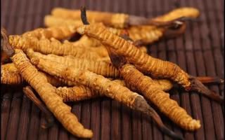 新鮮的冬蟲夏草怎么保存不會(huì)變質(zhì)？