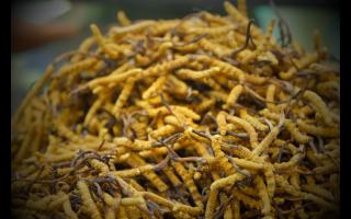 如何正確保存與使用冬蟲夏草產(chǎn)品？