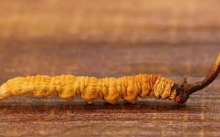 冬蟲夏草的大小眼色和蟲草品質(zhì)的關(guān)系！