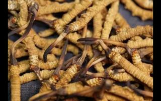 冬蟲夏草的產(chǎn)量為何一年不如一年呢？