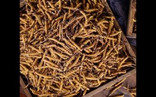 冬蟲(chóng)夏草和亞香棒蟲(chóng)草有何區(qū)別？