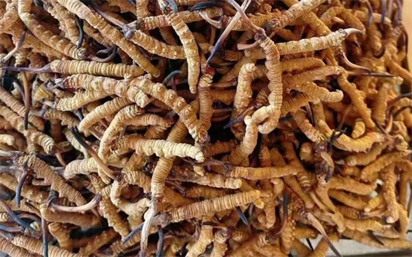冬蟲夏草可以和番石榴一起吃嗎？