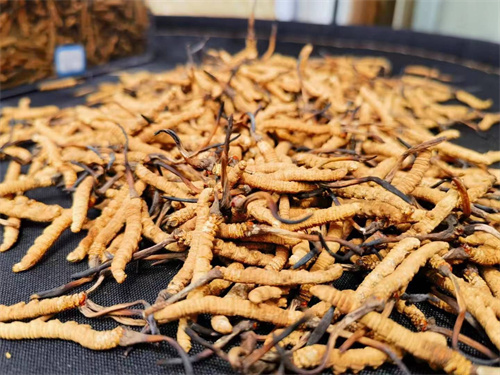 哪些人不能吃冬蟲夏草？這5類人慎食冬蟲夏草