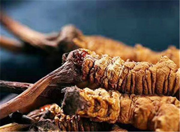 真的冬蟲(chóng)夏草多少錢(qián)一斤？冬蟲(chóng)夏草2023價(jià)目表
