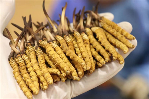 冬蟲夏草不能和什么一起吃？冬蟲夏草應(yīng)避免與6類食材同時(shí)食用