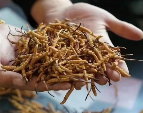 冬蟲夏草是怎么形成的？冬蟲夏草形成的主要步驟