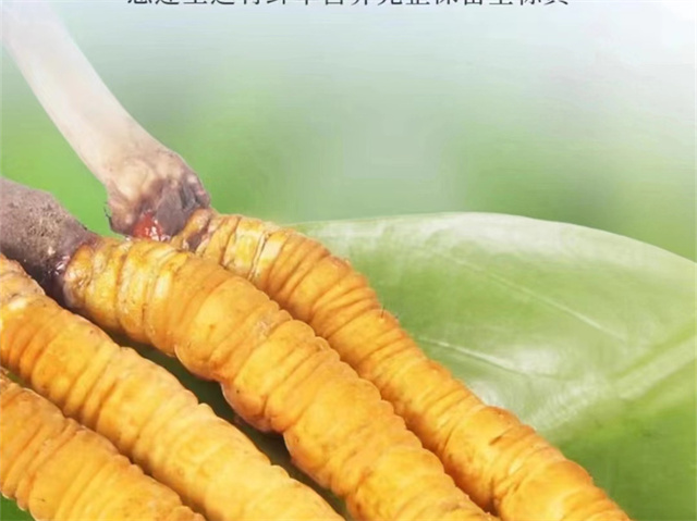 冬蟲夏草怎么吃可以防癌？冬蟲夏草的3種防癌食用方法