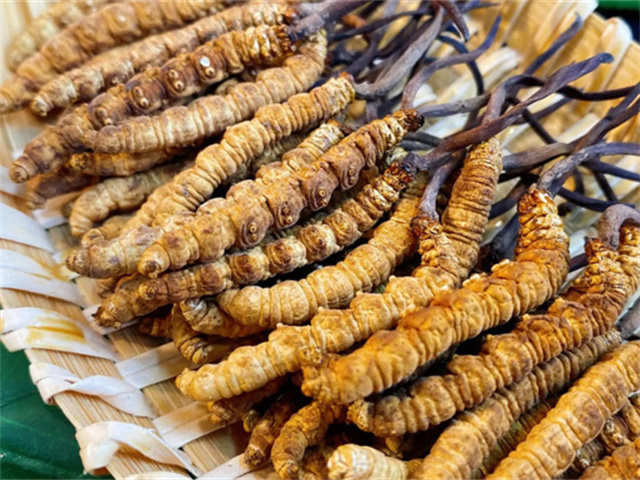 天然冬蟲夏草是怎么形成的？天然冬蟲夏草的形成過程