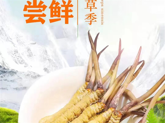 冬蟲夏草可以嫁接嗎？冬蟲夏草的形成過程極為特殊和復(fù)雜