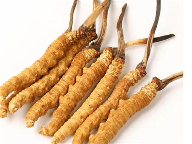 男人適合食用冬蟲夏草嗎？冬蟲夏草的藥用價(jià)值