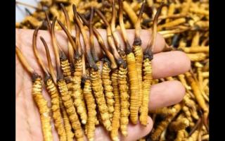 珍草王冬蟲夏草是真的嗎？揭秘珍稀藥材的真相