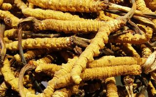 冬蟲夏草是什么味道？揭秘“軟黃金”的獨特風(fēng)味
