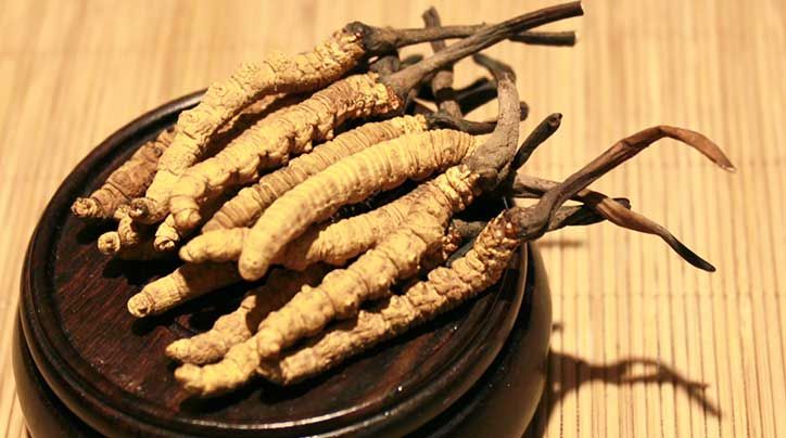 冬蟲夏草的價格一克：為何如此昂貴？