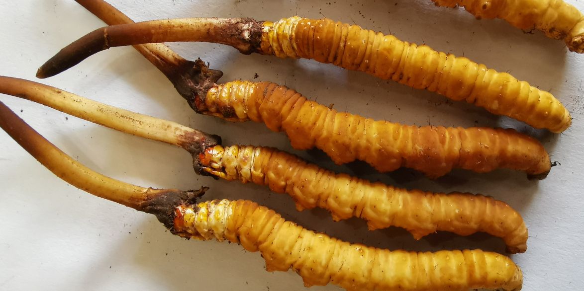 冬蟲夏草泡酒最佳配方：滋補(bǔ)養(yǎng)生，強(qiáng)身健體