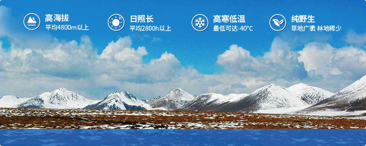 為什么說(shuō)西藏那曲的冬蟲(chóng)夏草，是品質(zhì)最好的蟲(chóng)草！