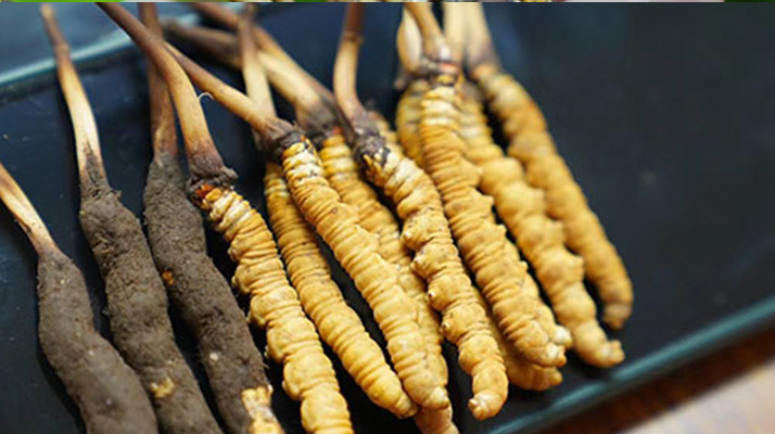 冬蟲夏草鮮草吃多久？科學(xué)食用周期與效果解析